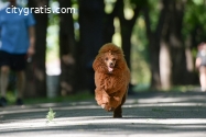 Red toy poodle puppies