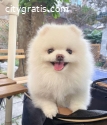 Refined Pomeranian Puppies