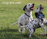 Reg Dalmatian Puppies available