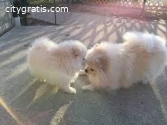 Register Pomeranian Puppies
