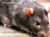 Rodent Control