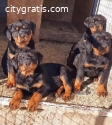 Rottweiler, female dog