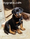 Rottweiler, first choice male puppy