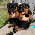 Rottweiler Puppies Available