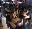 Rottweiler puppies .