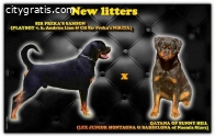 Rottweiler puppies