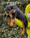 Rottweiler puppies