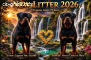 Rottweiler puppies