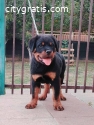 Rottweiler, top puppies