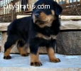 Rottweilers for re-homing.