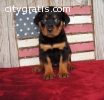 rottwieiler puppies for good home