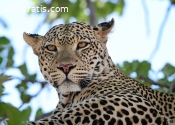 Ruaha National Park Safari