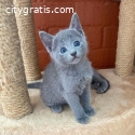 Russia Blue Kittens For Sale