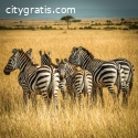 Safari Quests: Unraveling Africa's Thril