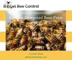 Safe Live Bee Removal Service in Houston