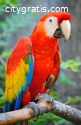 Scarlet Macaw for sale