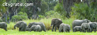Selous Game Reserve safari