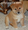 Shiba inu  puppies for good home