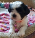 Shih Tzu Puppies Available