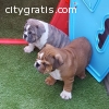 Show Quality English  Bulldog