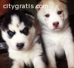 Siberian  Huskies available