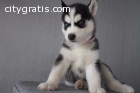 Siberian Husky 1 Boy&1 girl Left.