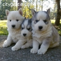 Siberian Husky Puppies Available