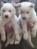 SIBERIAN HUSKY PUPPIES FOR ADOPTION