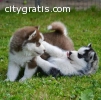 Siberian Husky Puppies for give away pri