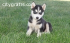 siberian husky puppies for good mom