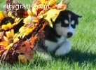 Siberian Husky Puppies to Lovely homes