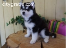 SIBERIAN HUSKY PUPPIES