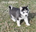 Siberian Husky Puppies