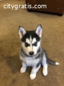 Siberian Husky Puppies