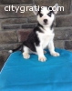 Siberian Husky Puppy for Sale