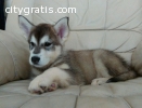 Siberian puppies available