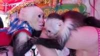 Smart and Lovely Capuchin Monkeys Avail