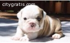 Smart English bulldog puppies