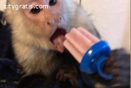 Socialized baby Capuchin monkeys availa