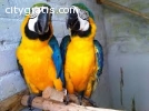 species of macaw baby parrot for sale