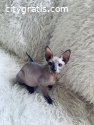 Sphynx and Bengal  kittens available