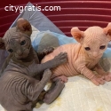 Sphynx Kittens For Sale