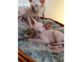 Sphynx kittens