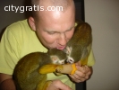 Splendid Pair Capuchin Monkeys For Sale