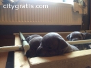 Staffordshire Bull Terriors ready now