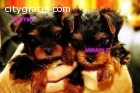 Standard Yorkshire Terrier Puppies