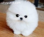 Super Cute Pomeranian puppies for Re-hom