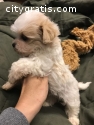 Super cute teacup Maltese Puppies.