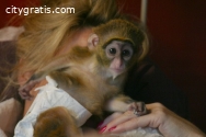 Super Sweet female Capuchin monkey now