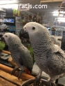 Sweet and lovely African grey parrots fo